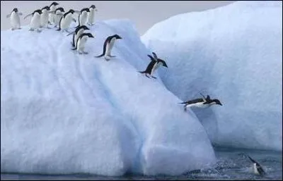 Les manchots sont les oiseaux qui plongent le plus profondment.