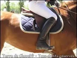 En équitation, que désignent "les jambes" du cavalier ?