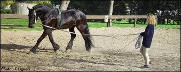 Un cavalier à pied (avec une chambrière en main) fait tourner aux trois allures un cheval attaché à une lanière de 8 mètres de long. On dit qu'il 