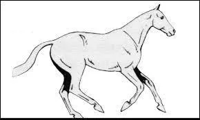 Au galop à droite, le cheval pose successivement au sol :