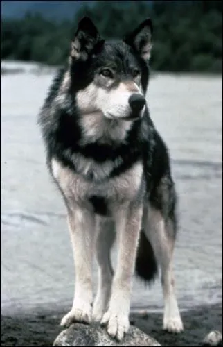 Quel est le nom de ce chien, hros d'un livre ponyme de Jack London ?