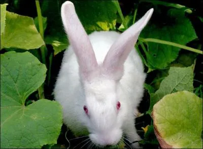 Par quel nom dsigne-t-on un tre  la peau blanche et aux yeux rouges ?