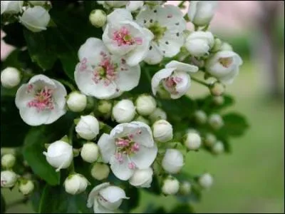 Quel est cette plante piquante aux jolies fleurs blanches ?