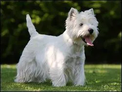 Comment se prnomme ce chien westie appartenant  Mlanie ?