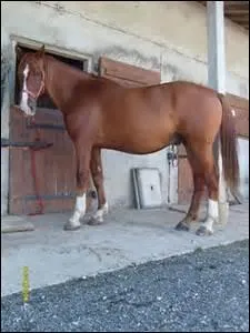 De quelle robe est ce cheval ?