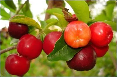 Ce fruit s'appelle  cerise des Barbades  ou  cerise des Antilles. Il a un got acidul. Il contient 20  30 fois plus de vitamine C que l'orange. Il contient aussi du phosphore, du calcium, de la vitamine B ... Il est considr comme un  superfruit  et se rcolte sur ... .
