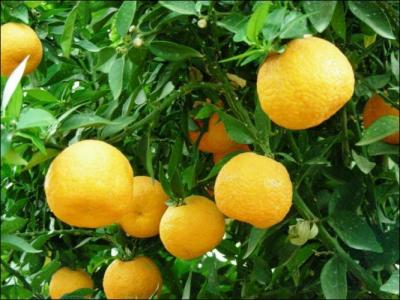 ... produit des oranges amres. Celles-ci sont utilises en confiture ou marmelade. Les fleurs, trs parfumes, servent  la fabrication de l'eau de fleur d'oranger et de l'essence de nroli.