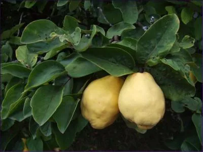 Tout le monde se rgale avec de la pte de coing, merveilleuse confiserie d'automne qui se conserve toute l'anne. Le coing est le fruit du