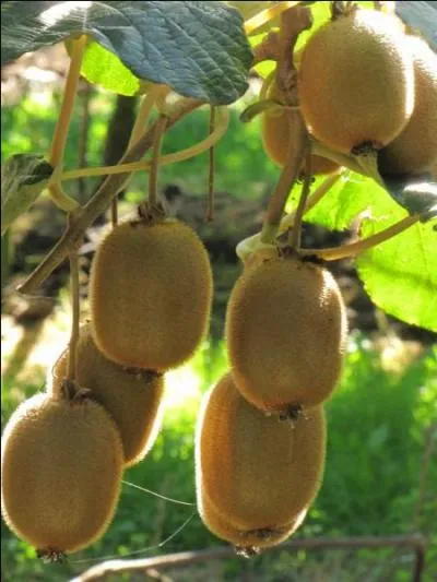 Les kiwis font partie des fruits ayant l'activit antioxydante la plus leve. Ils sont originaires de Chine. Ils ont fait un dtour par la Nouvelle-Zlande o l'on suppose qu'ils ont pris ce nom. Le kiwi est le fruit de ... .