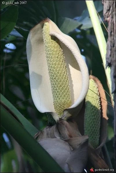 Le faux philodendron ou ... , produit un fruit, le criman, appel aussi fruit dlicieux (il lui faut un an pour mrir). Il voque le got de la banane et de l'ananas.