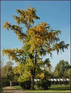 ... ou  arbre aux quarante cus  est un rescap de l'poque des dinosaures. On le croyait disparu, il fut redcouvert en Chine chez des moines bouddhistes. C'est un arbre extraordinairement rsistant, utilis depuis des millnaires par la mdecine chinoise pour amliorer la mmoire et les fonctions qui diminuent avec l'ge.