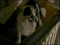 Comment s'appelle le chien des garons ?