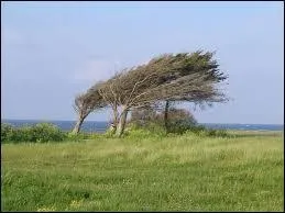 A combien de km/h souffla le vent le plus rapide enregistr ?