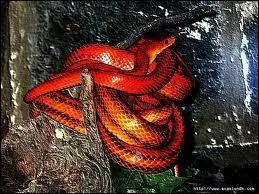 Quel taille fait le plus long serpent au monde ?