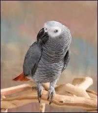 Le perroquet gris parle-t-il ?