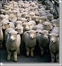 A quoi servent les moutons ?