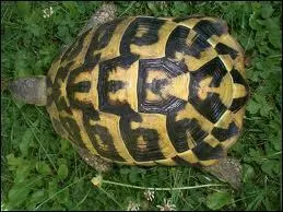 Henri IV avait comme berceau une carapace de tortue. Vrai ou Faux ?