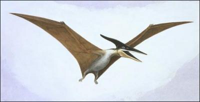 Les ptérosaures, capables de voler, étaient-ils des dinosaures ?