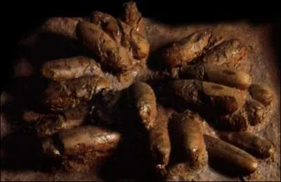 Ils pondaient des ufs. Ils taient donc :