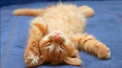 Combien le chat peut-il faire de sons diffrents ?