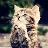 Combien de doigts ont-ils sur les pattes avant ?