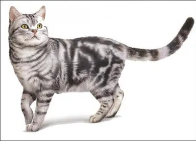  quoi sert la queue du chat ?