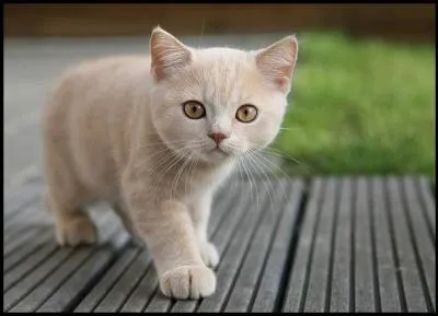 Comment s'appelle la fourrure des chats ?