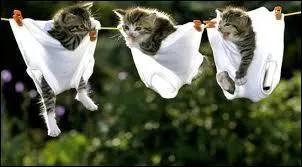 Quand le chat sort-il ses griffes ?