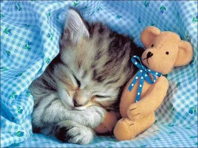 Combien d'heures le chat dort ?