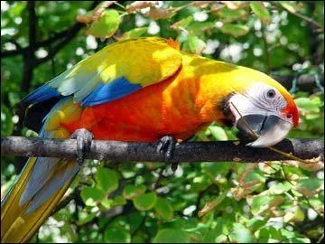 Quelle est cette mutation ?