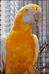 Quelle est cette mutation chez l'Ara ararauna ?