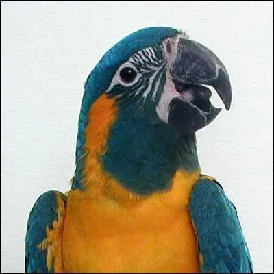 Ce perroquet provient-il d'une mutation ?