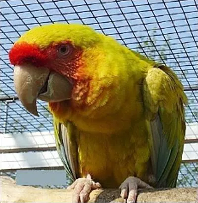 Quelle est cette mutation chez l'Ara militaire ?