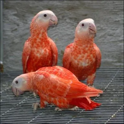 Un gris du Gabon rouge existe-t-il ?