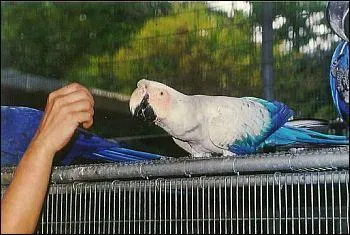 Quelle est cette mutation chez l'Ara macao ?