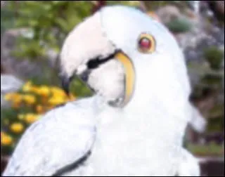 Quelle est cette mutation chez l'Ara hyacinthe ?