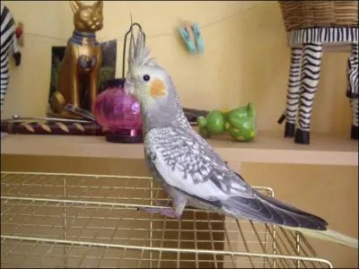 Quelle est cette mutation chez la Calopsitte ?