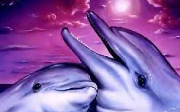 Quiz Dauphins