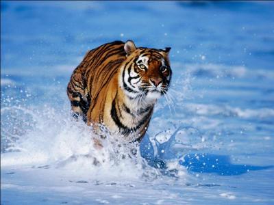 Les tigres aiment l'eau.