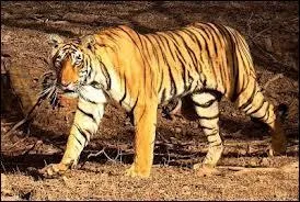 Les tigres vivent en Afrique.