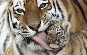 Les tigres peuvent se reproduire  n'importe quel moment de l'anne.