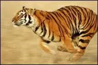 Les tigres courent vite sur de longues distances.
