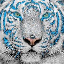 Quiz Tigres