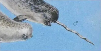 Le narval et sa femelle ont, entre autres, un point physique diffrent. Lequel ?