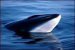 Comment est la livre du rorqual commun ?