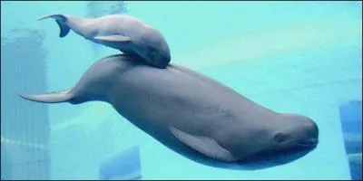 Seulement cinq espces encore existantes sont  dulaquicoles . Que cela signifie-t-il ?