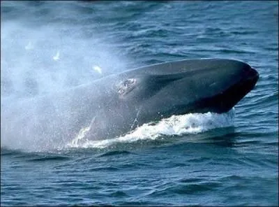 Quel est l'autre nom du  rorqual bleu  ?