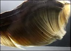 Comment nomme-t-on les lames cornes qui garnissent la mchoire suprieure de certains ctacs ?