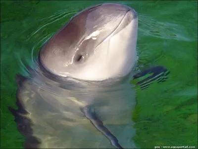 Quelle est la traduction scandinave du mot  marsouin  ?