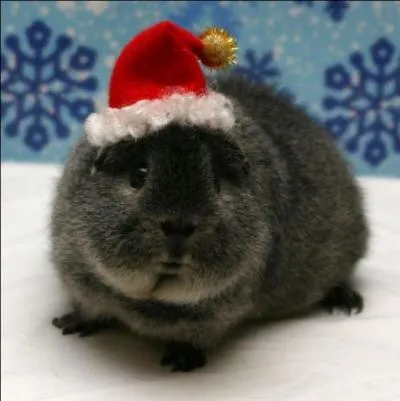 Joyeux Nol ! Qu'offre-t-on  Nol ?